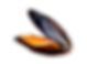Cozze Nieddittas allevate fresche