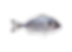 Orata Intera