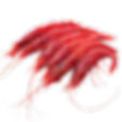 Carabineros Gamberi
