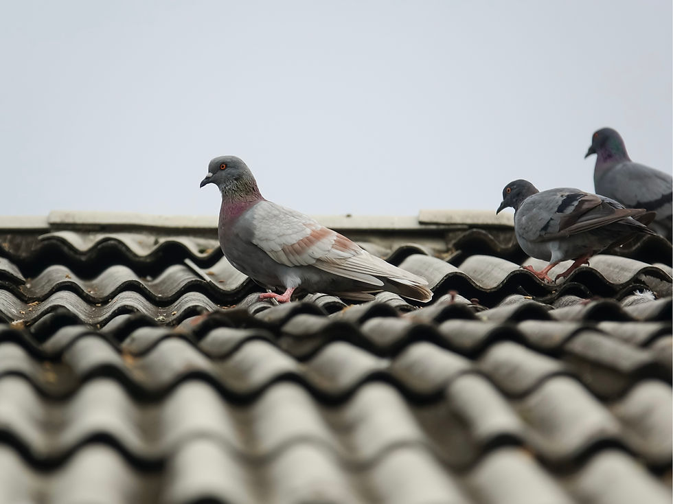 Untitled design 4.png.jpg