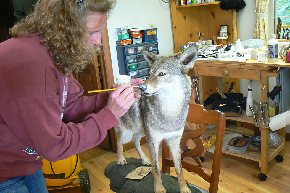 coyote_student