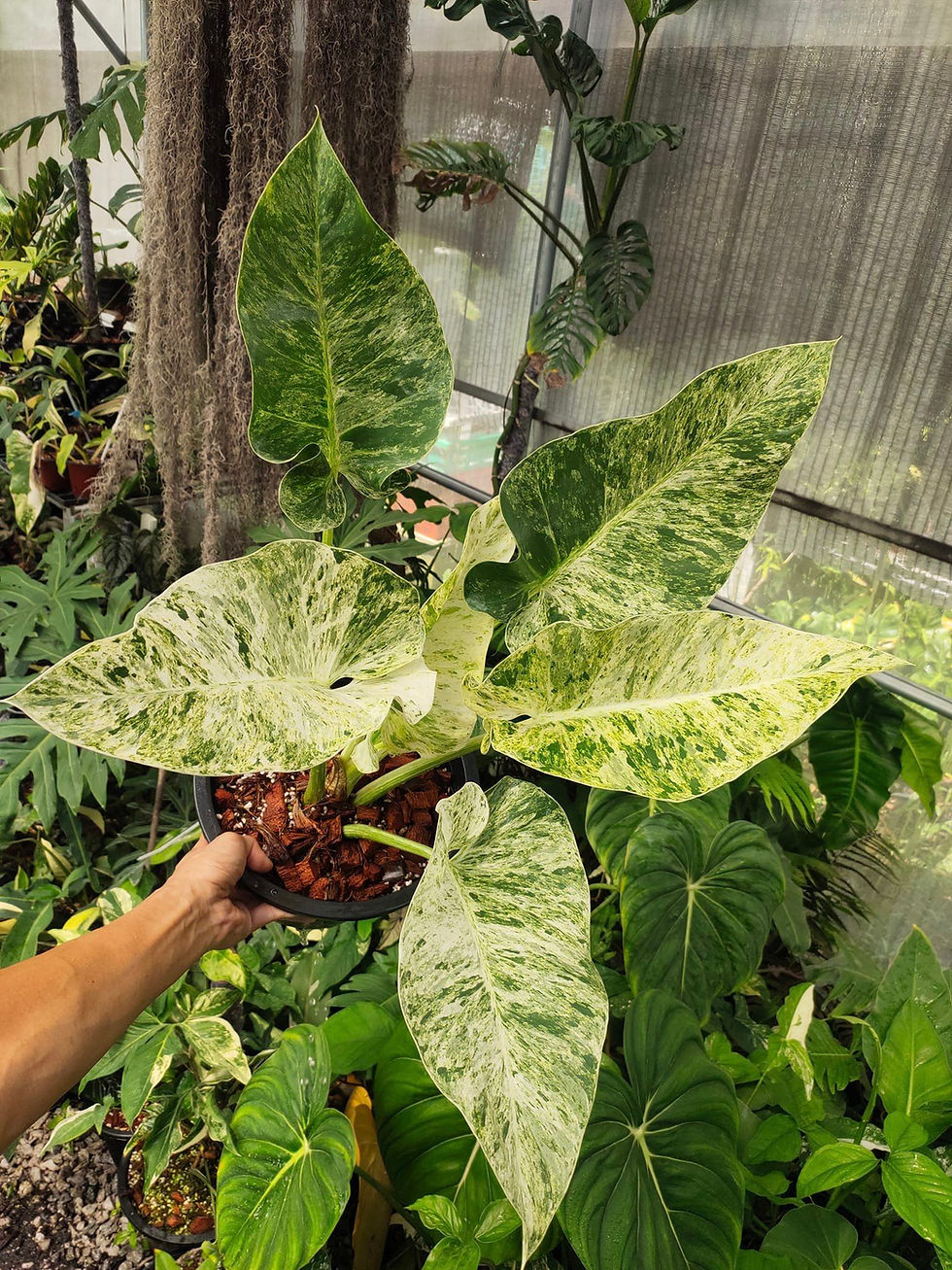 Thumbnail: Philodendron Giganteum ‘Blizzard’