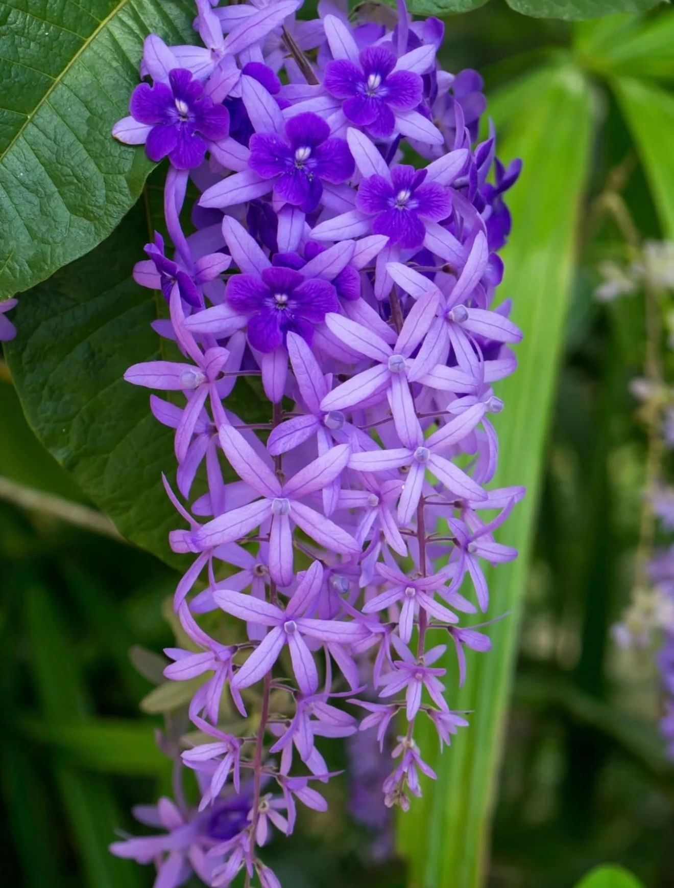 Petrea volubilis (Sandpaper Vine / Queen’s Wreath)