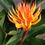 Thumbnail: Golden Brush Dwarf Ginger Lilies (2-3PPP)
