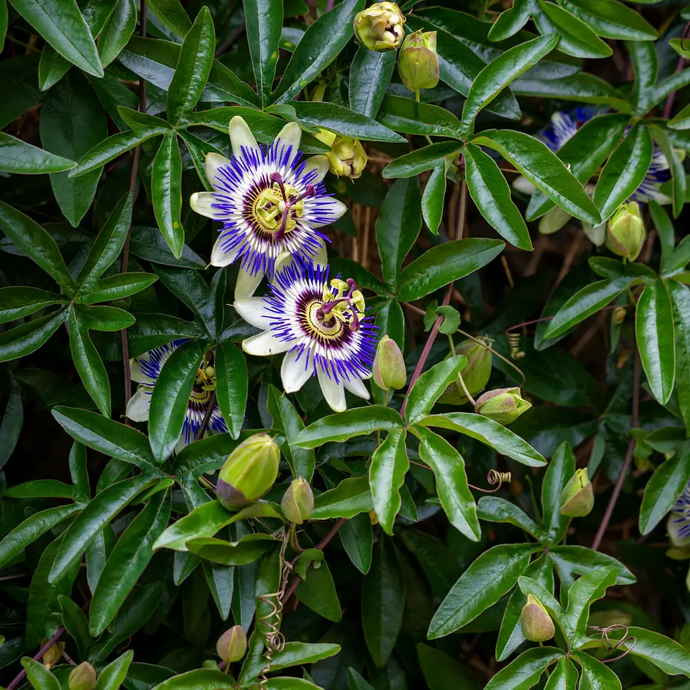 Thumbnail: Passiflora edulis – The Classic Purple Passionfruit