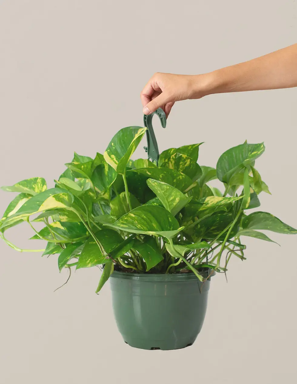 Thumbnail: Golden Pothos (Epipremnum aureum)