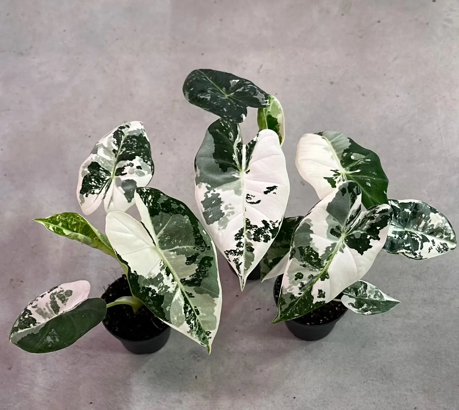 The Alocasia Frydek Variegata
