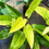 Thumbnail: Philodendron 'Calkins Gold' XL