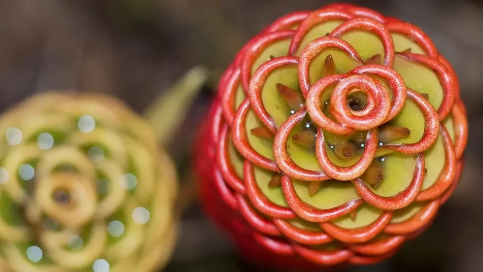 Thumbnail: Shampoo Ginger