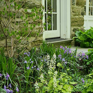 Tiarella and phlox in bloom together