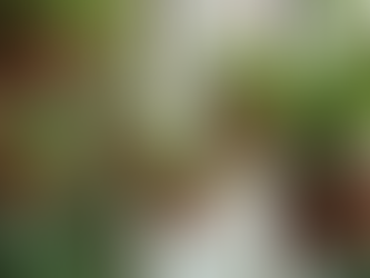 Where to Buy Hanging Planters at the Best Price in RT Nagar?