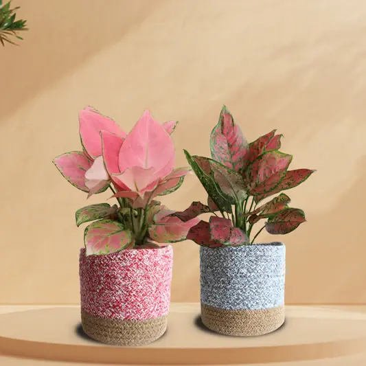 Where Can I Shop for Trendy Planters and Rare Plants in Bangalore?