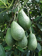 Aguacate Hass
