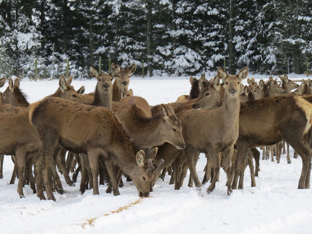 Mount Hutt Winter Feeding