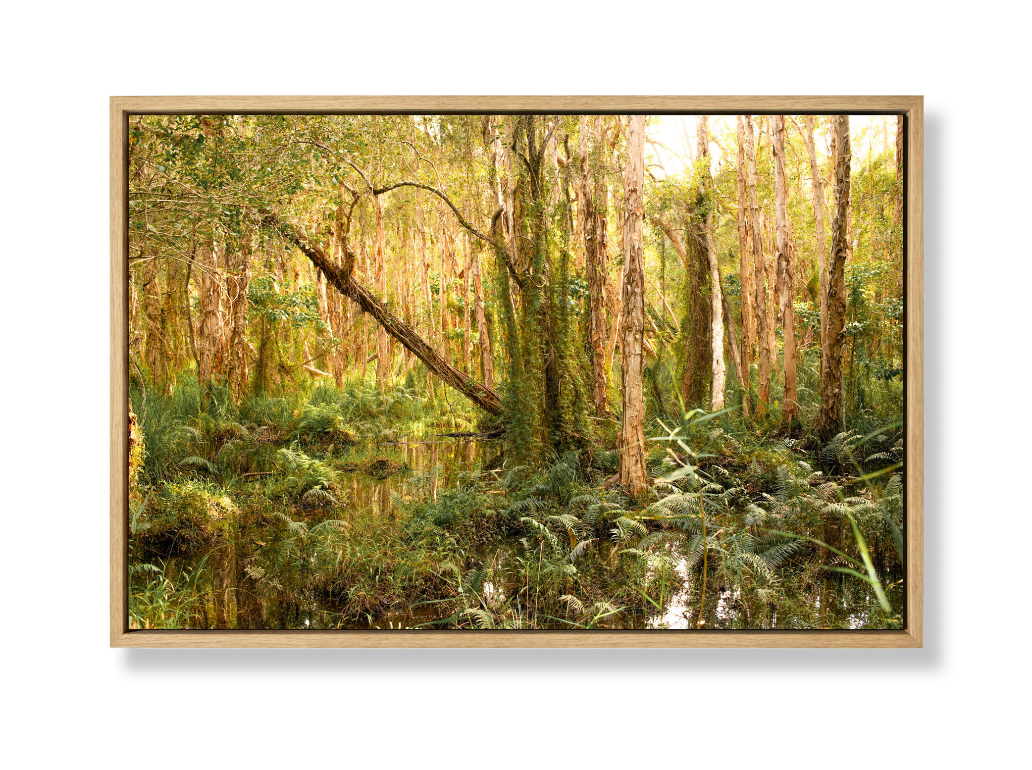 Skinners Shoot - Byron Bay NSW