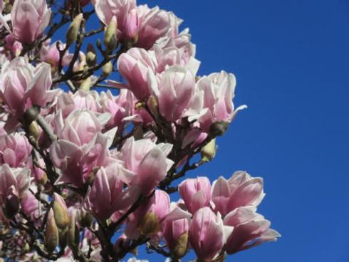 blossoms_1.jpeg