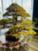 ImportedPhoto.744154643.980901.jpeg