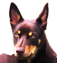Australian Kelpie