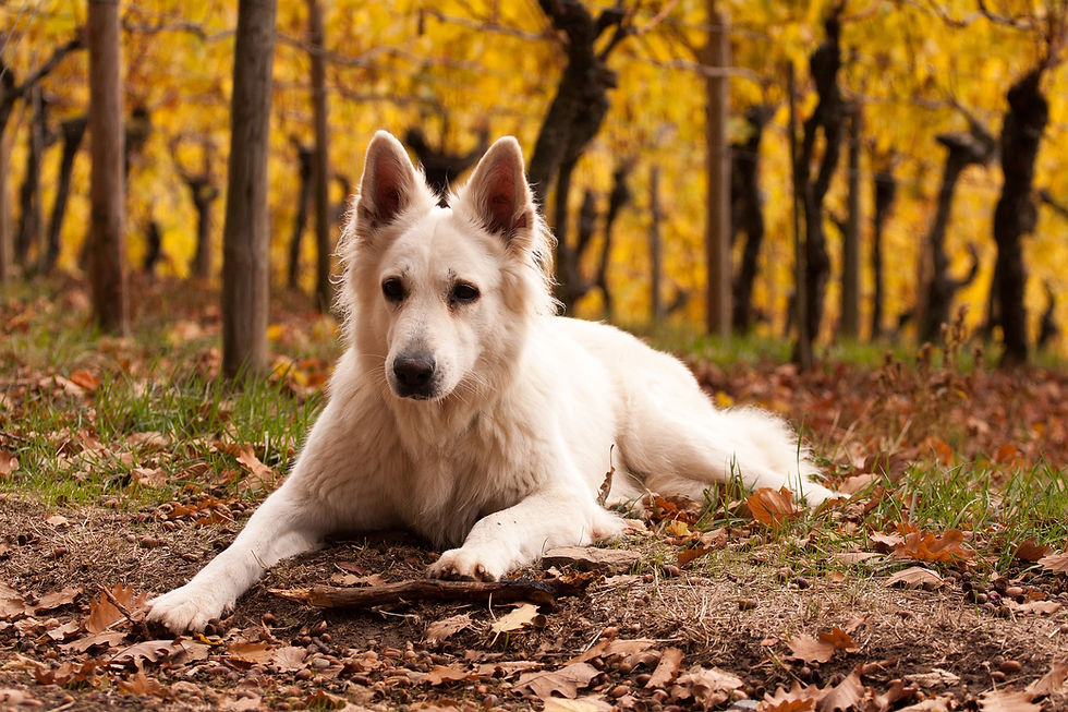 Hund im Ahrtal