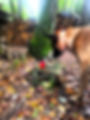 Hund Anzeige Suche