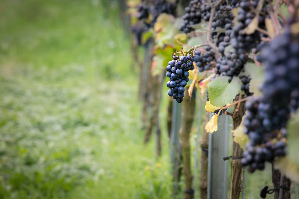 Weinreben im Ahrtal