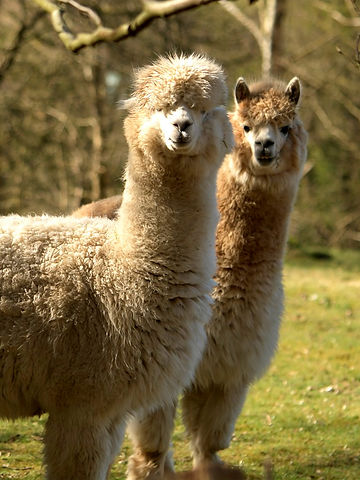 Alpakas