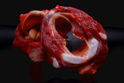 Rinderkehlkopf halbiert