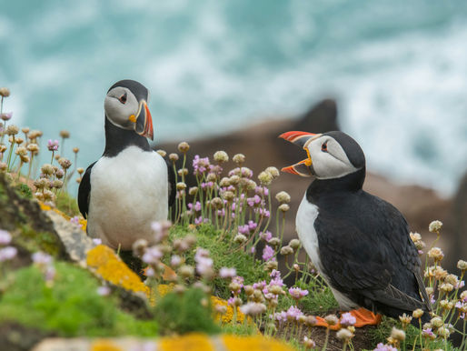Menschensprache und Tiersprache 