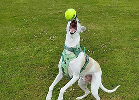 Polaris Dogs Training