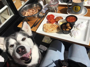 The Perfect Buddy Brunch: Train your dog to behave at pet friendly restaurants and cafés
