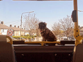 Dogs and public transport in Dublin