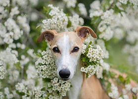 Esme Rennie Dog Photographer
