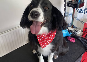 Posh Paws Dog Grooming