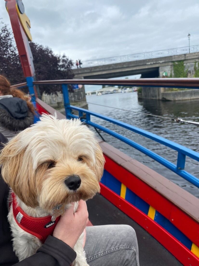 dog boat viking tour dog friendly pet friendly athlone irelands hidden heartlands dogs on board