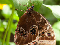 Owl butterfly (lat. caligo eurilochus)