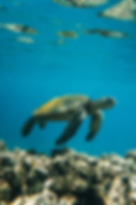 shutterstock_2510908773.jpg