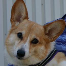 Sophie Th.D.X, CGC (2008 - 2020)