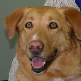 Layla (2009-2021) Th.D