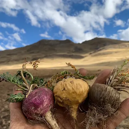 maca2_600x600_crop_center.webp