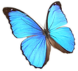 BioDezyne_butterfly_222x218_72dpi_edited