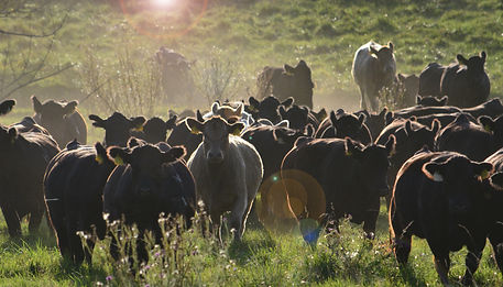 Pasture Cows Flare.jpg