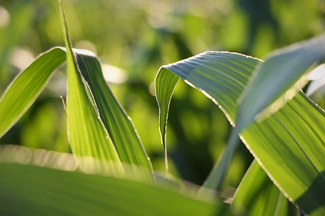 agriculture-4314805_1920.jpg