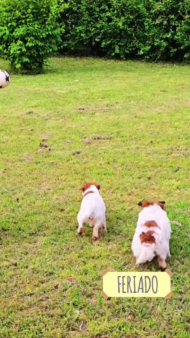 Cachorros jugando en Prana 3