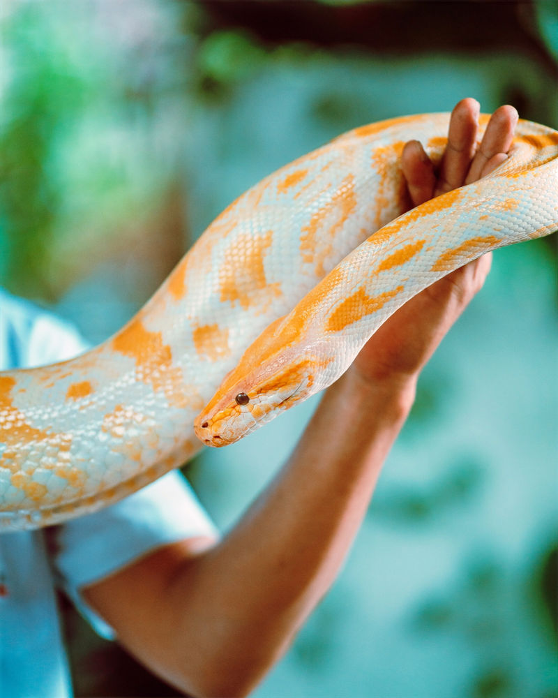 Snake Spiritual Meaning Snake Spirit Animal Why You Keep Seeing Snakes