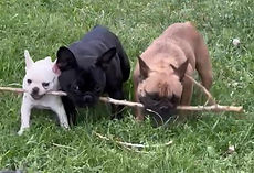 stick.jpg