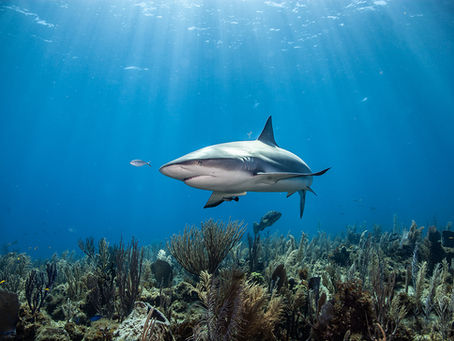 Sharks and Culture