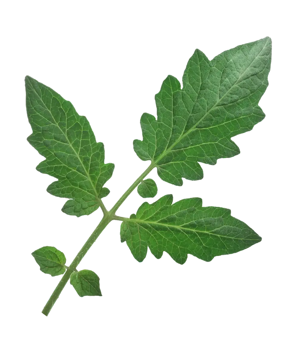 tek-yaprak-ezgif.com-optiwebp.webp