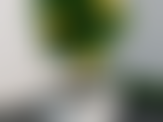 עץ לימון וילה פרנקה