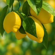 🍋 לימון יוריקה: הקלאסיקה שלא נמאסת