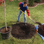 שתילת עץ פרי בגינה